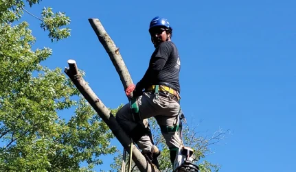 Tree Maintenance Programs