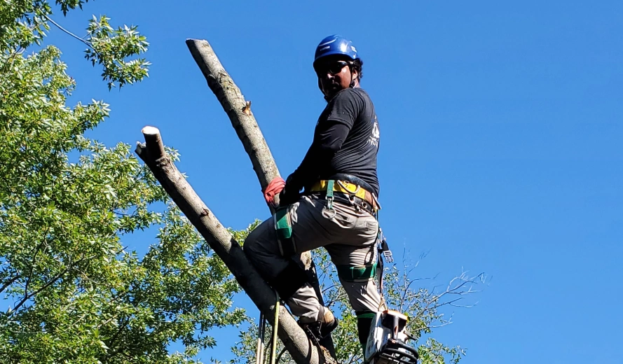 Tree Maintenance Programs