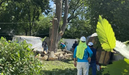 Tree Removal