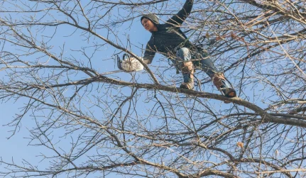 Tree Trimming & Pruning